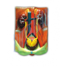 Human Urinary Organs -3 Parts